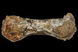 Bargain, Hadrosaur (Edmontosaurus) Hand Bone - South Dakota #113602-1